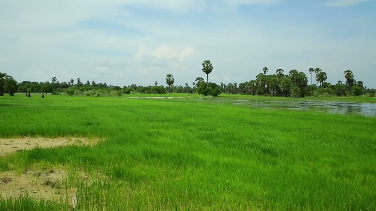 Paddy Fields & Palmyras