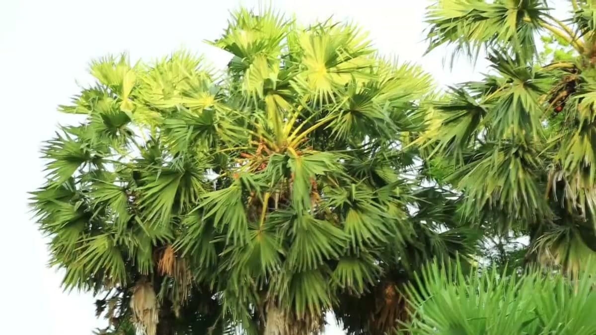 Palmyra Palms