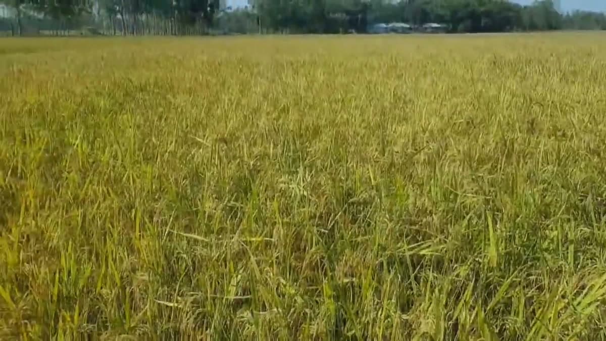 Golden rice paddy field ready for harvest
