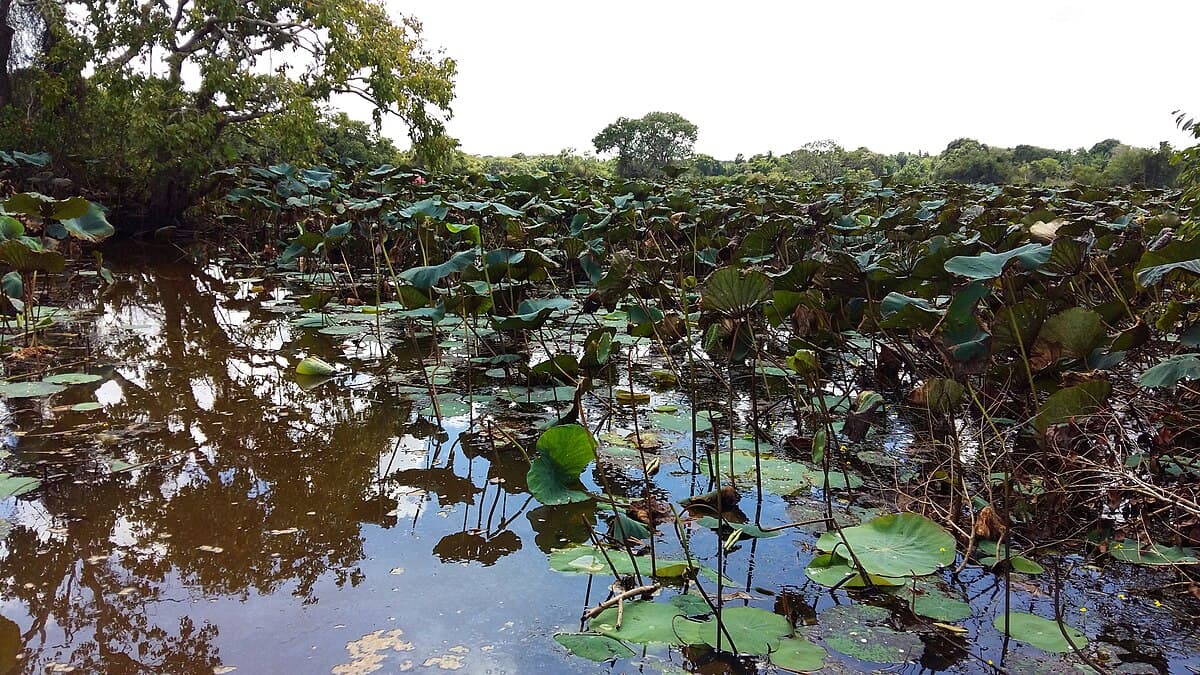 Lotus pond at Vannerikulam